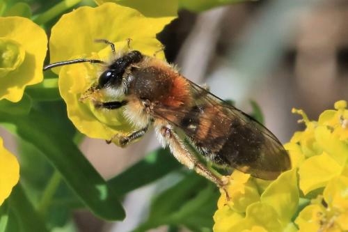 Andrena helvola